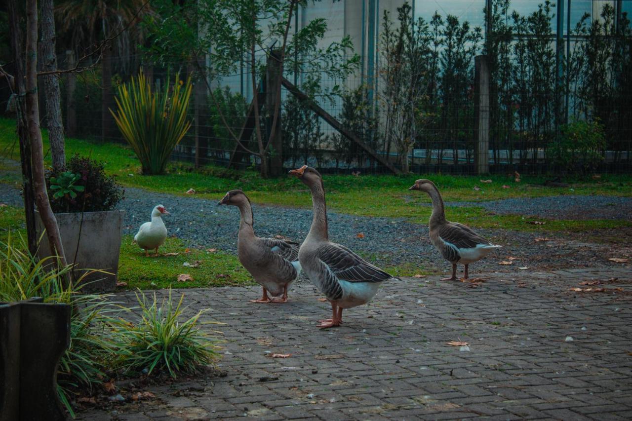 فيلا Gramado Motorpark المظهر الخارجي الصورة